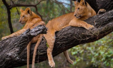 6 DAYS TARANGIRE, NGORONGORO & SERENGETI FLY-OUT SAFARI