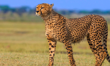 8 DAYS WILDEBEEST MARA RIVER CROSSING