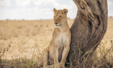 8 DAYS WILDEBEEST MARA RIVER CROSSING LUXURY SAFARI