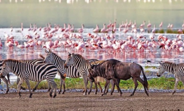 6 DAYS TANZANIA SAFARI ESSENCE
