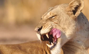 3 DAYS MANYARA & TARANGIRE LUXURY SAFARI