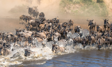 6 DAYS THE GREAT MIGRATION CALVING SAFARI