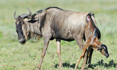 6 DAYS THE GREAT MIGRATION CALVING MID-RANGE SAFARI