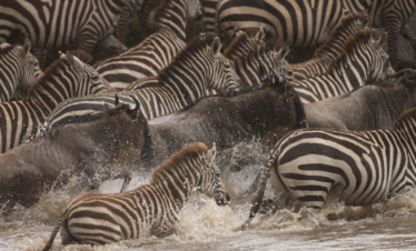 6 DAYS TARANGIRE, NGORONGORO & SERENGETI FLY-OUT SAFARI