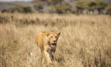 7 DAYS NORTHERN MAJOR PARKS MID-RANGE SAFARI