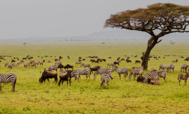 7 DAYS THE CRATER, SERENGETI & CULTURAL SAFARI