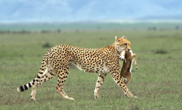8 DAYS ULTIMATE 5 PARKS MID-RANGE SAFARI