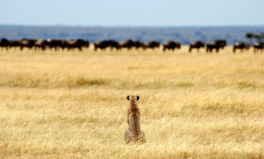 6 DAYS FLY-IN SERENGETI, NGORONGORO & TARANGIRE SAFARI