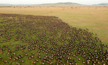 3 DAYS TARANGIRE & NGORONGORO LUXURY SAFARI