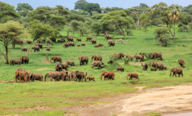 5 DAYS TANZANIA HIGHLIGHTS MID-RANGE SAFARI