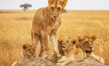 7 DAYS THE CRATER, SERENGETI & CULTURAL LUXURY SAFARI