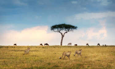 5 DAYS TANZANIA HIGHLIGHTS LUXURY SAFARI