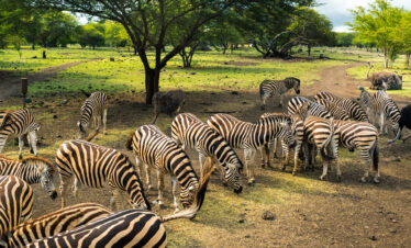 6 DAYS FLY-IN SERENGETI, NGORONGORO & TARANGIRE LUXURY SAFARI