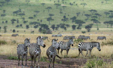 8 DAYS ULTIMATE 5 PARKS LUXURY SAFARI