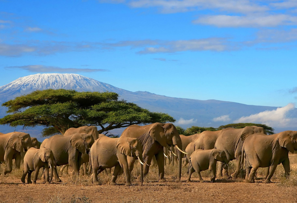 kilimanjaro